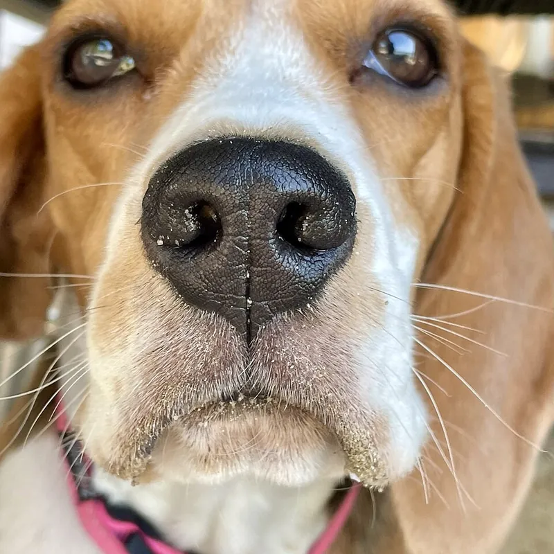 Original phone photo of our beagle